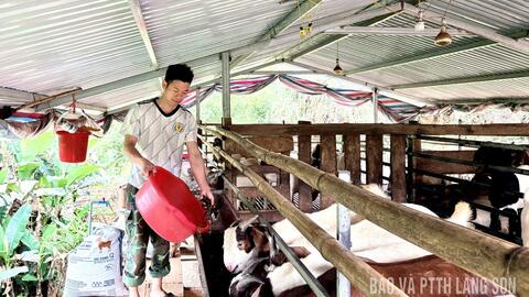 Nuôi dê Thái Lan tạo sinh kế bền vững