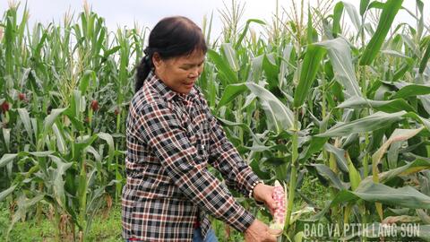 Tăng thu từ ngô tím