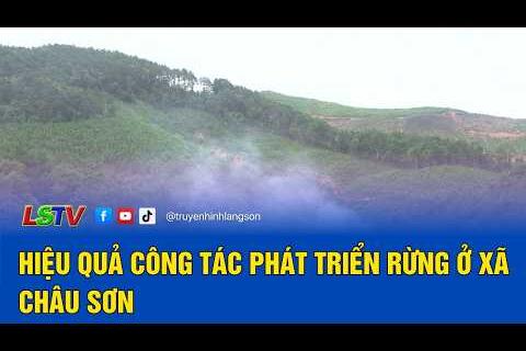 Hiệu quả công tác phát triển rừng ở xã Châu Sơn