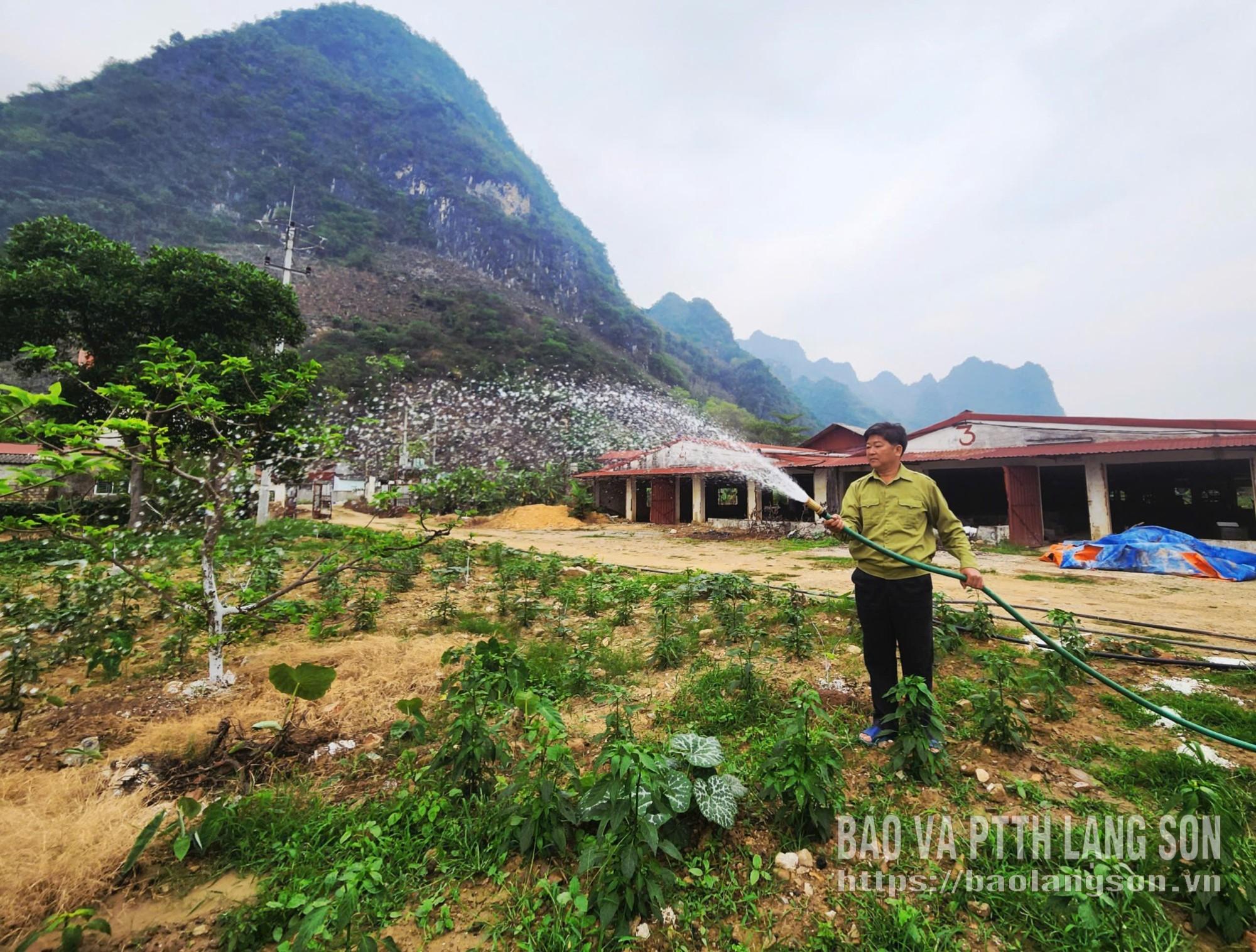 Ông Hồ Văn Học chăm sóc vườn cây của gia đình
