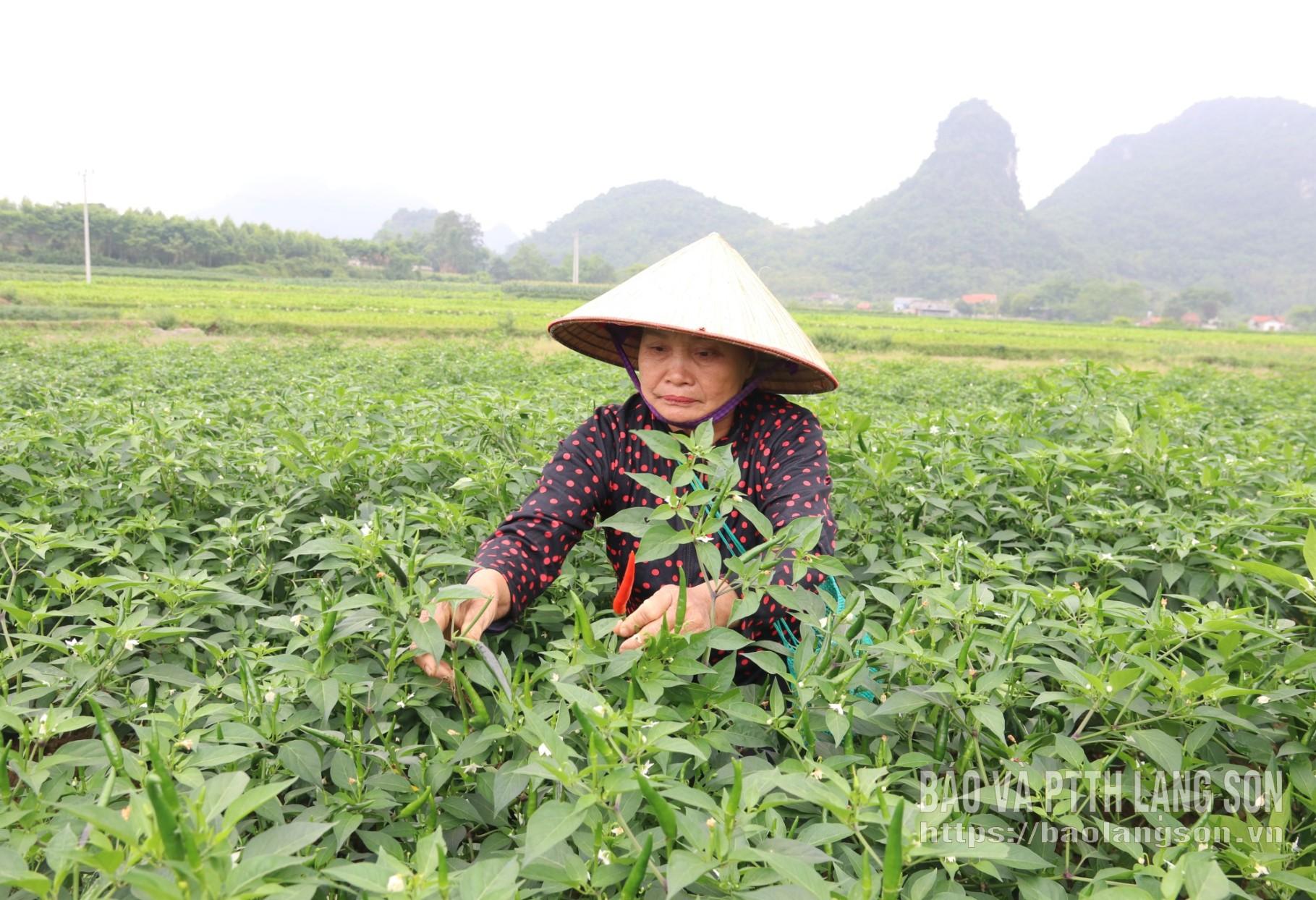 Thành viên hợp tác xã kiểm tra chất lượng ớt trước khi thu hoạch
