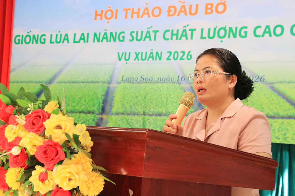 Phụ nữ xứ Lạng hào hứng với giống lúa giúp xóa đói, giảm nghèo- Ảnh 1.