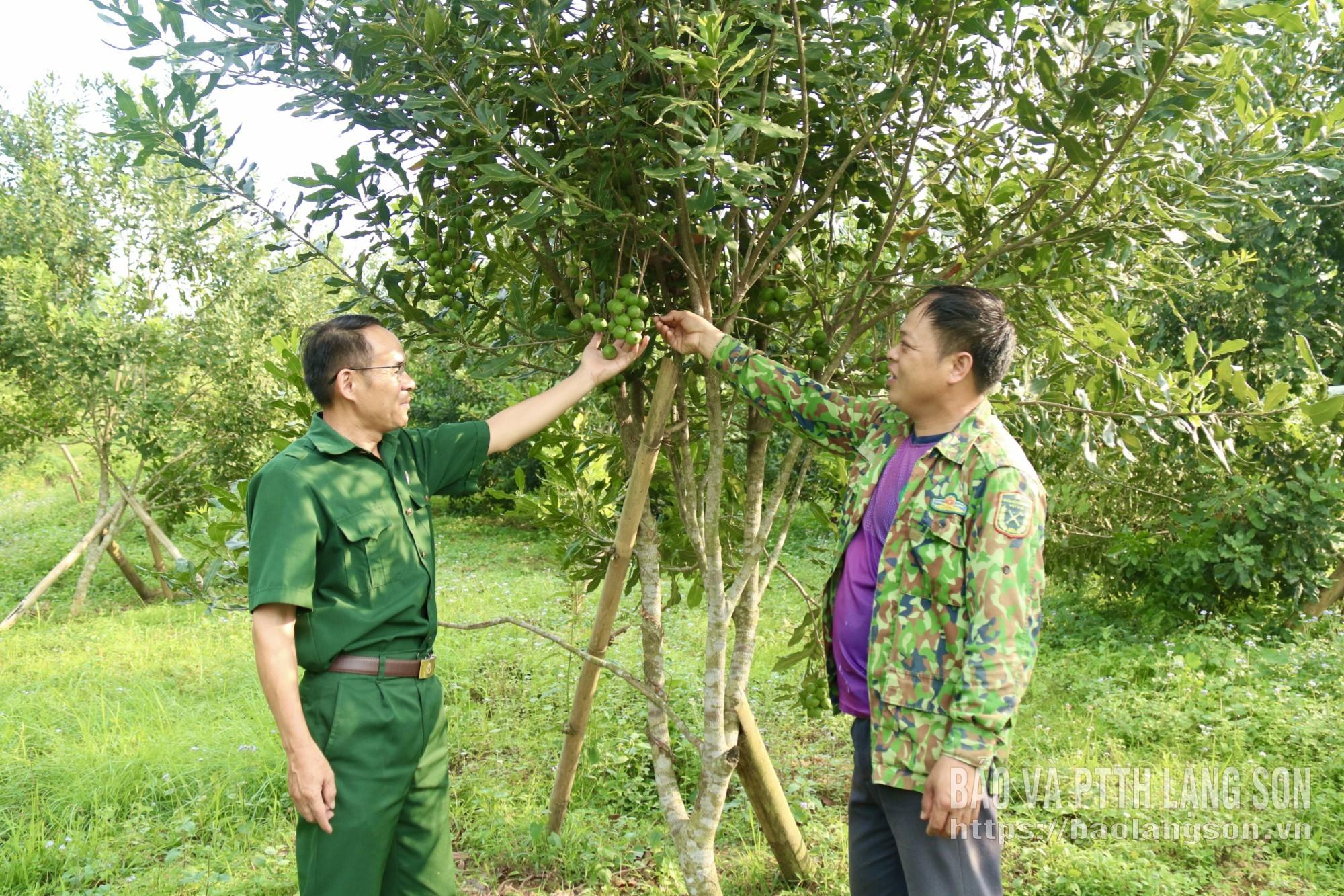 Cựu chiến binh xã Yên Phúc trao đổi về mô hình kinh tế trồng cây mắc ca