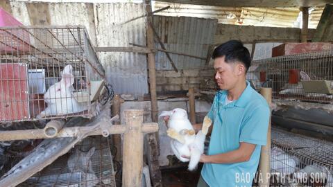 Anh Kiên nuôi thỏ làm giàu