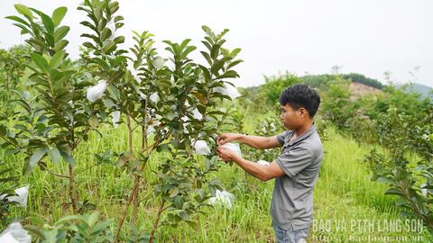 Cây ăn quả: Hướng làm giàu của Xuân Dương