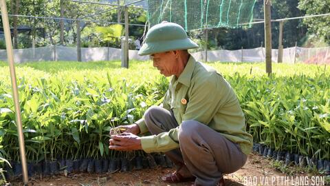 Cựu chiến binh thi đua làm giàu