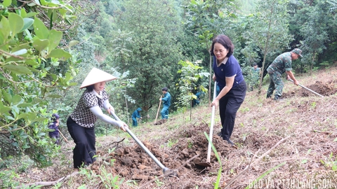 Xã Đồng Đăng hỗ trợ người dân chuẩn bị điều kiện trồng cây mắc ca