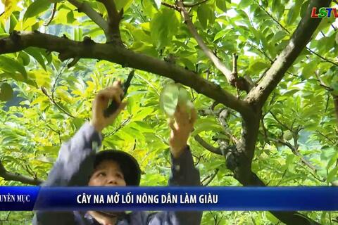 Nông dân Xứ Lạng - Cây Na mở lối cho nông dân làm giàu