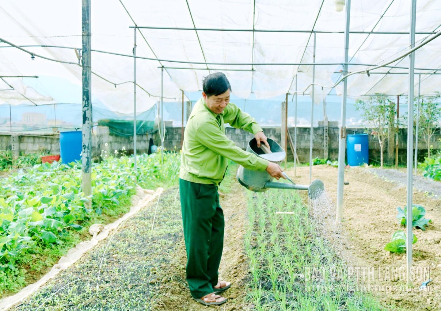Cựu chiến binh xã Bình Gia chăm sóc vườn rau an toàn, cung cấp thực phẩm sạch cho thị trường địa phương
