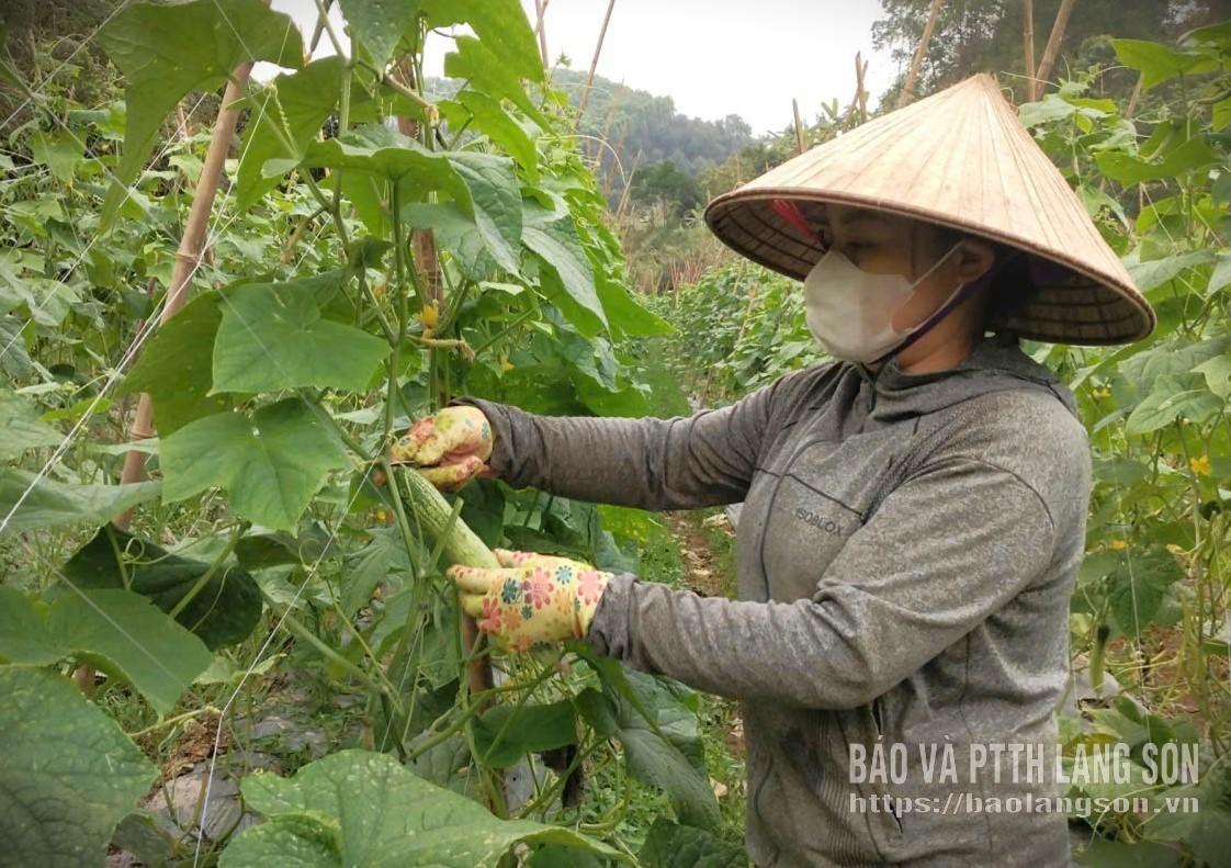 Nông dân phường Kỳ Lừa phát triển kinh tế từ mô hình trồng dưa chuột