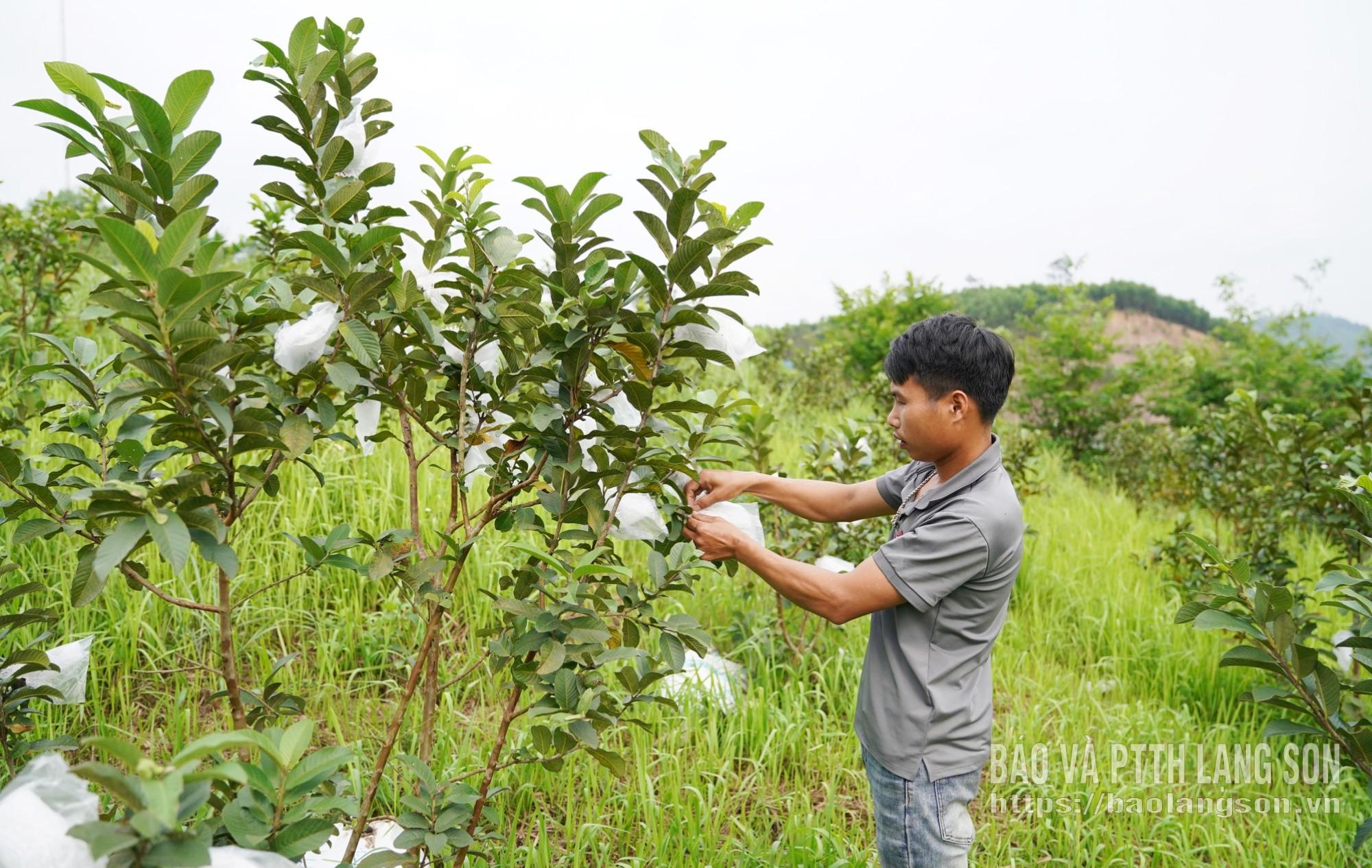 Anh Lăng Văn Khương bọc túi cho quả ổi để phòng chống sâu bệnh hại và đảm bảo quả đạt chất lượng cao