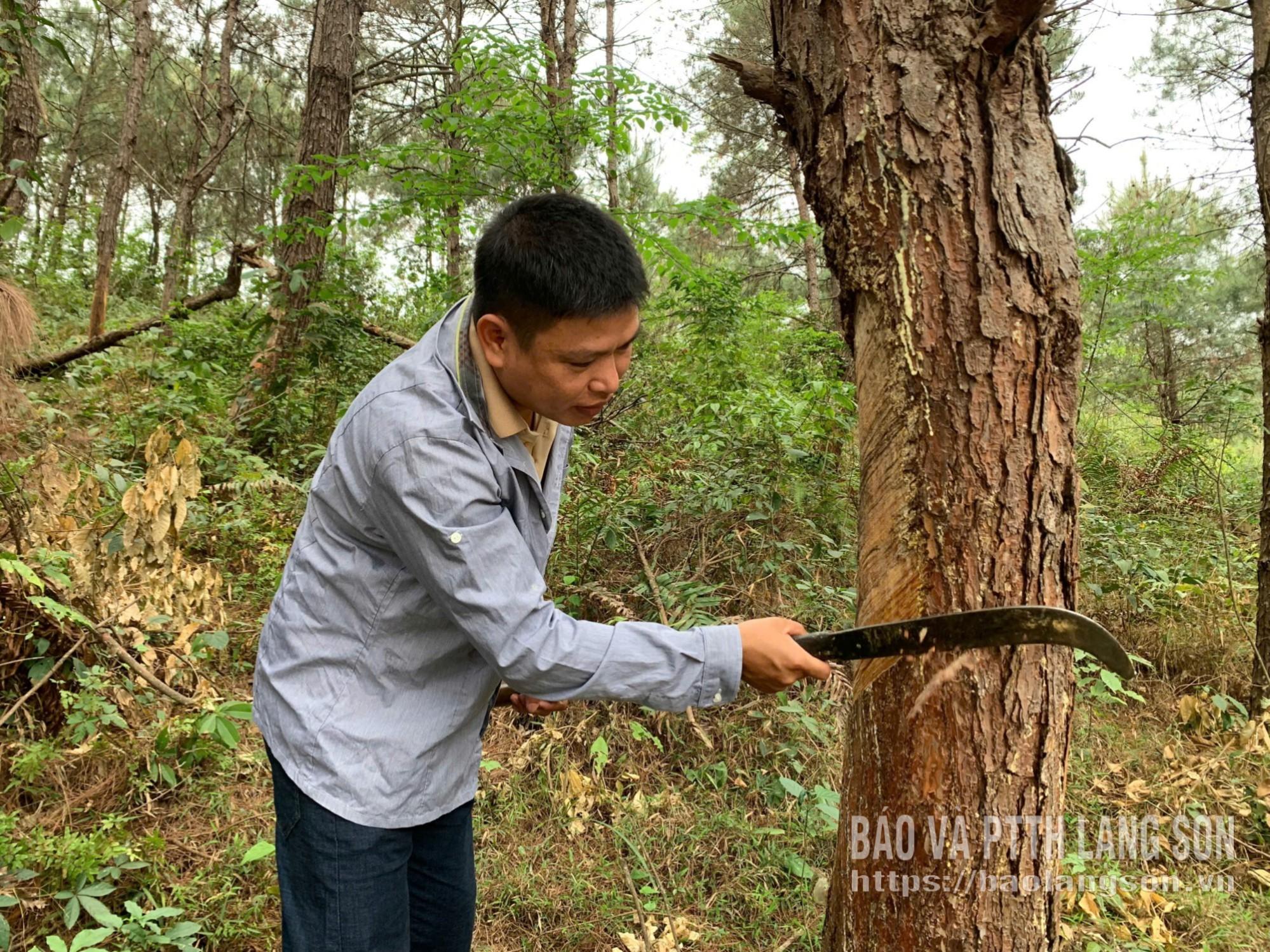 Người dân xã Ba Sơn khai thác nhựa thông