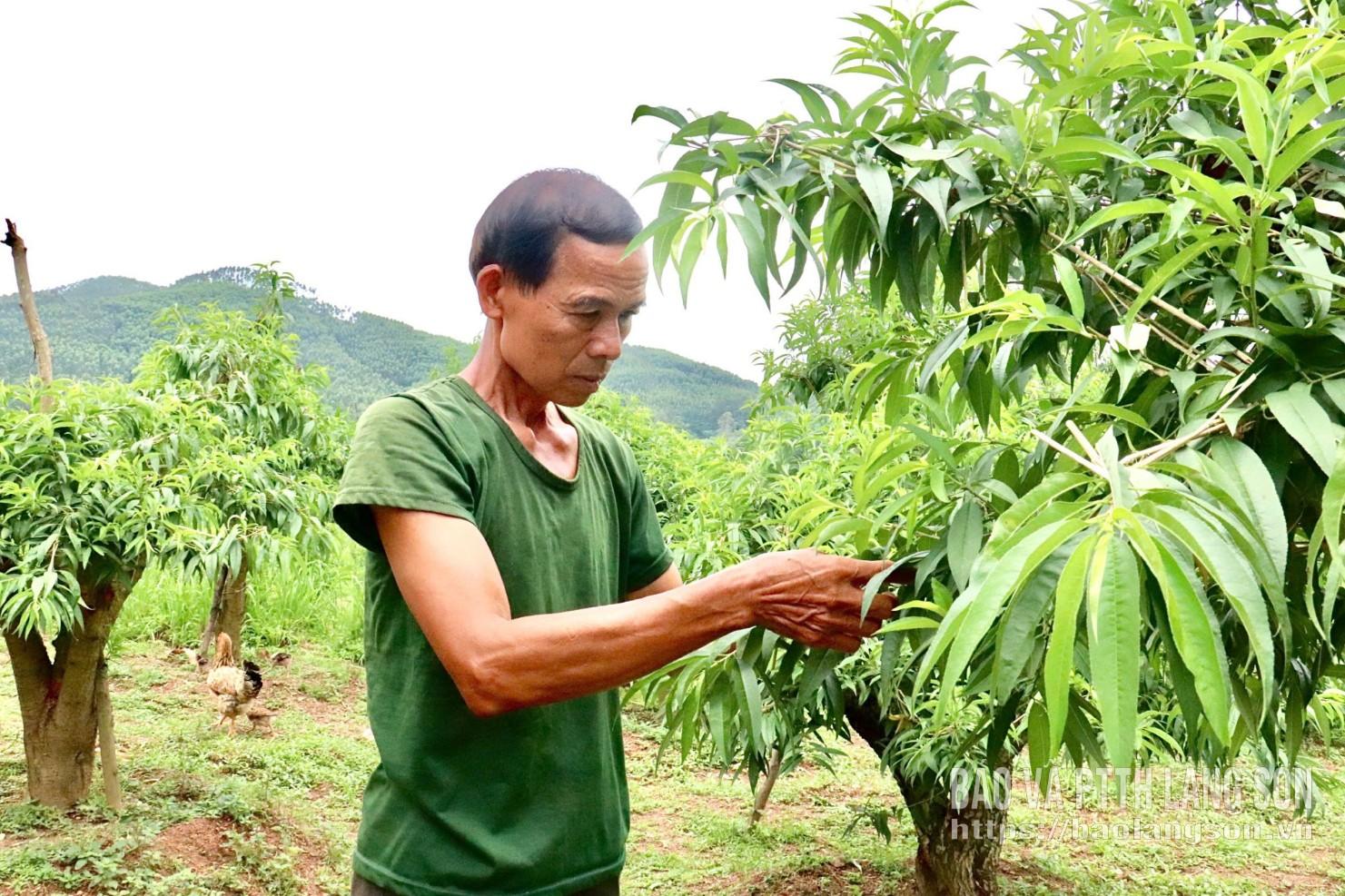 Ông Hữu chăm sóc cây đào