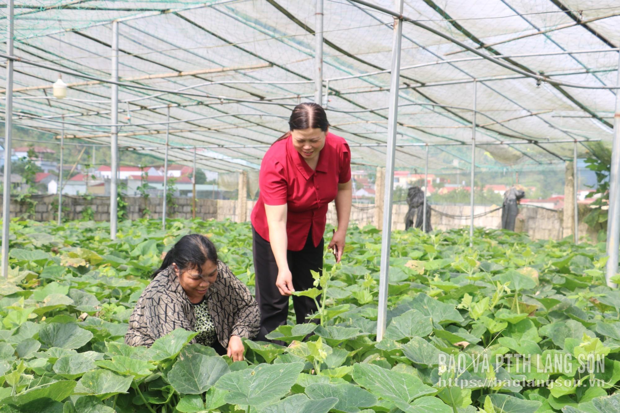 Lãnh đạo Hội Nông dân xã Bình Gia kiểm tra mô hình trồng rau sạch của hội viên trên địa bàn xã