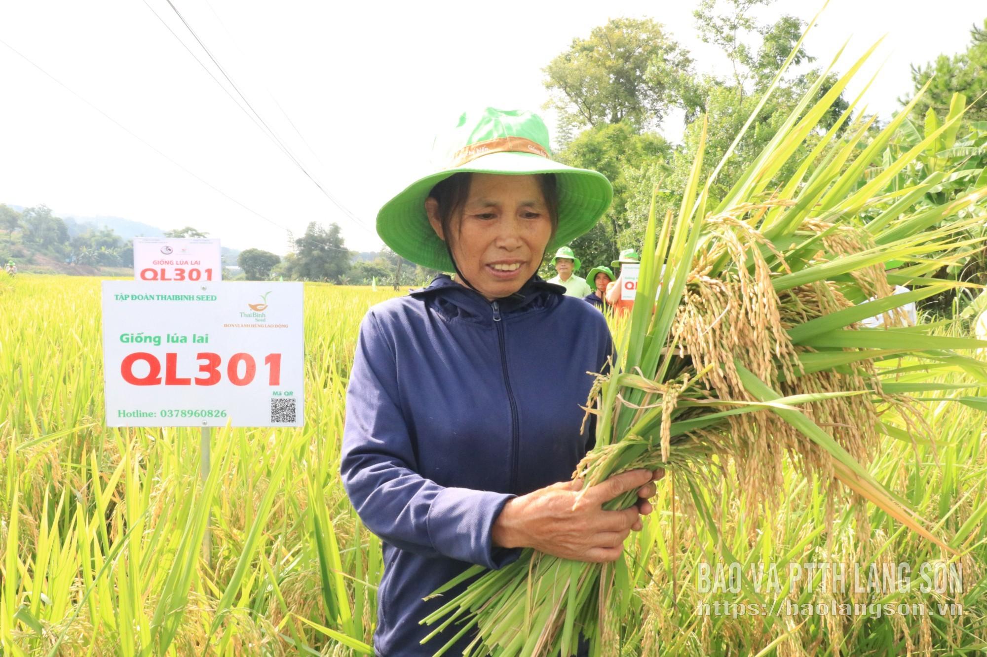 Nông dân thôn Bản Mặn, xã Lộc Bình thu hoạch lúa QL301