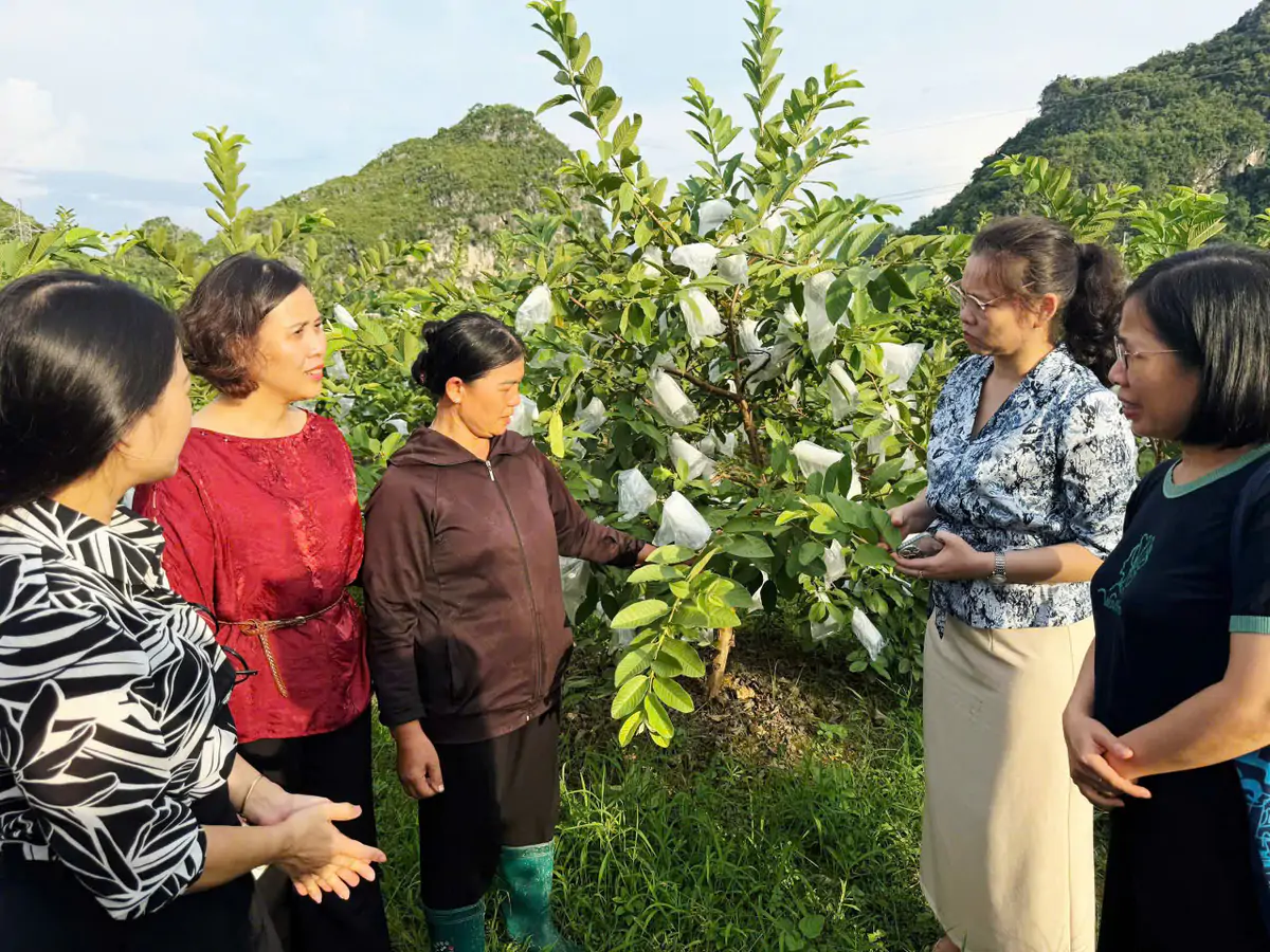 Thực trạng phụ nữ vùng Trung du và miền núi phía Bắc khởi nghiệp gắn với khoa học, công nghệ - Ảnh 8.